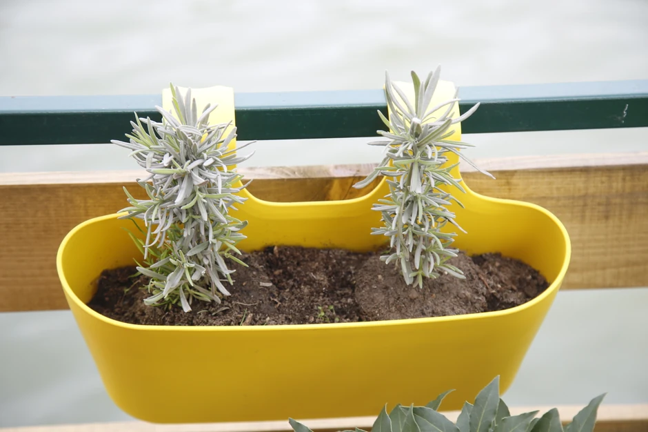 Predrag Peđa Damjanović