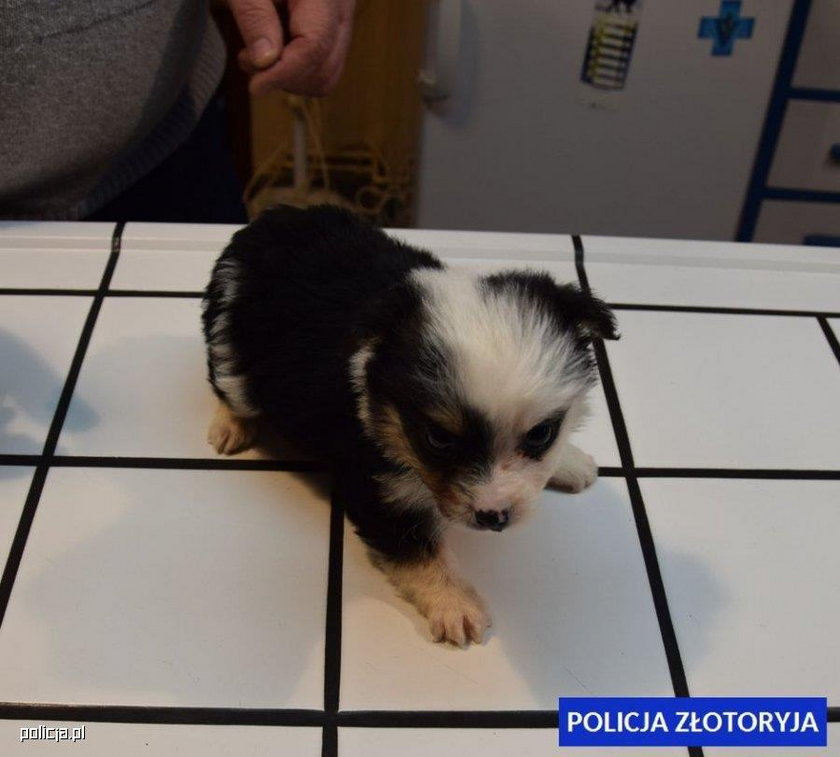 Kopał szczeniaczki i rzucał nimi o chodnik. Bestialstwo w Złotoryi