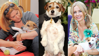 Jack Russell Terrier - gwiazda wśród psów