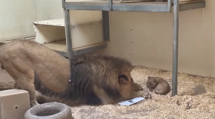 A kis oroszlán és apja / Fotó: Facebook - Denveri állatkert