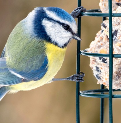 Blaumeisen freuen sich vor allem in den Wintermonaten über Vogelfutter.