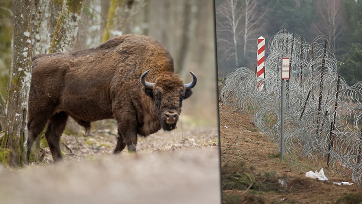 Podlaskie. 20 żubrów utknęło między granicznymi zasiekami. Nie znalazły się