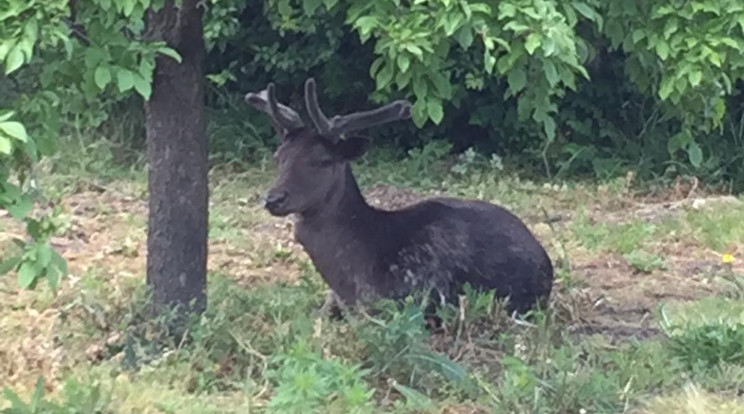 Bejár a kertbe, napnyugtáig legel, pihen Alfréd, a szarvas