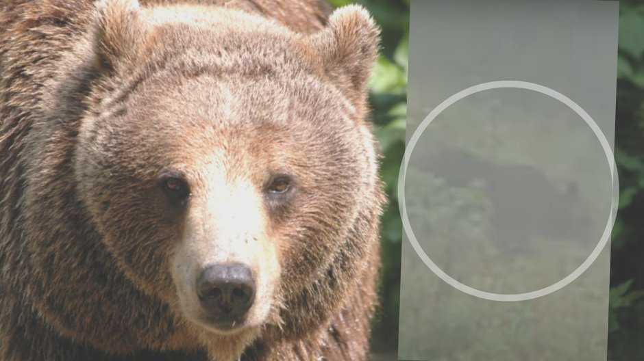 Spotkali niedźwiedzia w Tatrach. Udało im się go nagrać