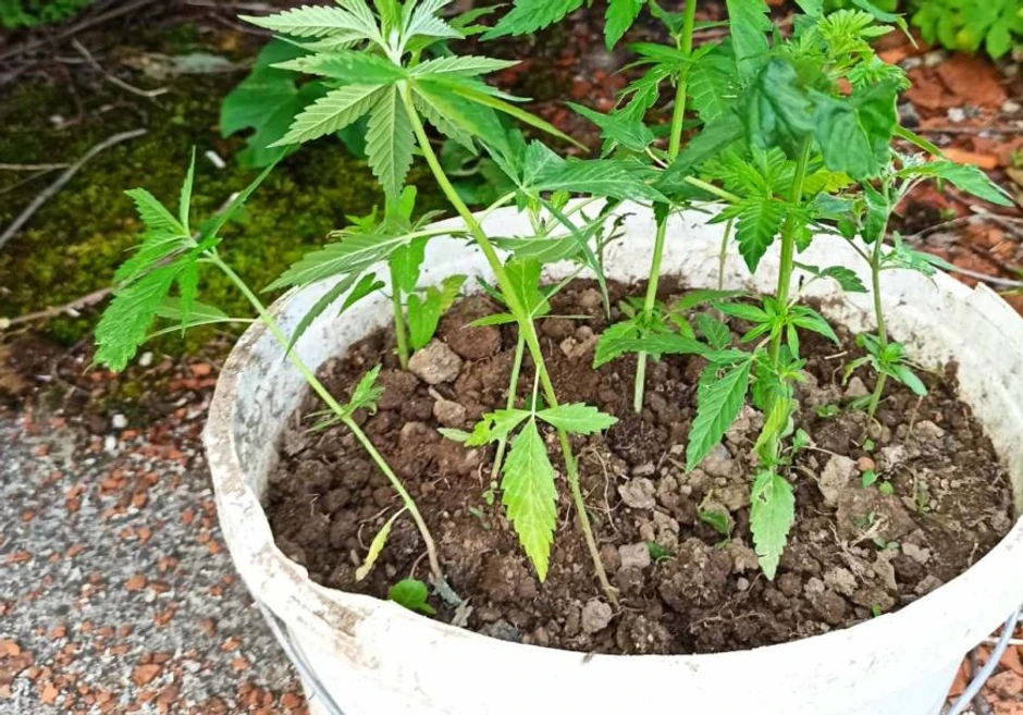 Doboj, pronadjena indijska konoplja 