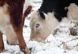 Krava na snegu i ledu - ilustracija