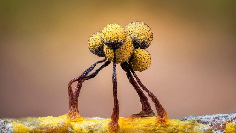 Ako se smanjite na veličinu grinje i prošetate šumom, ovako biste videli sluzavu buđ | Foto: Barry Webb