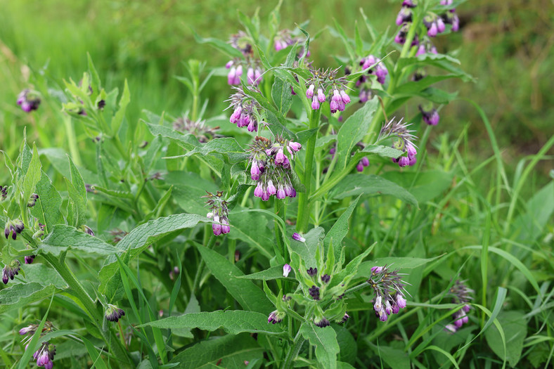 Żywokost lekarski (Symhytum officinale)