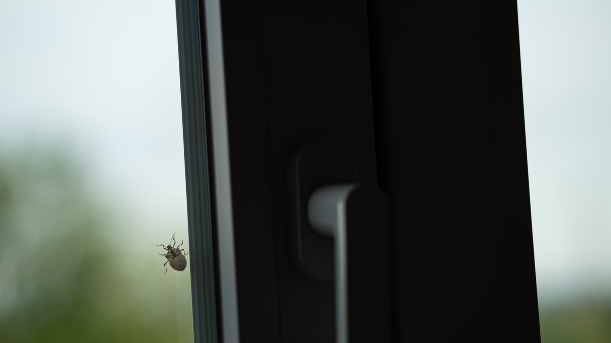 Bzdocha mramorovaná na jeseň vyhľadáva chránené miesta v okolí domov a môže preniknúť aj do interiéru.