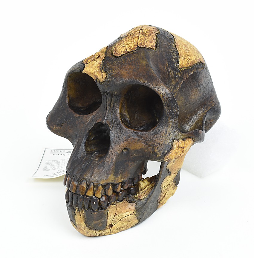 Australopithecus afarensis - Lusi (lobanja)