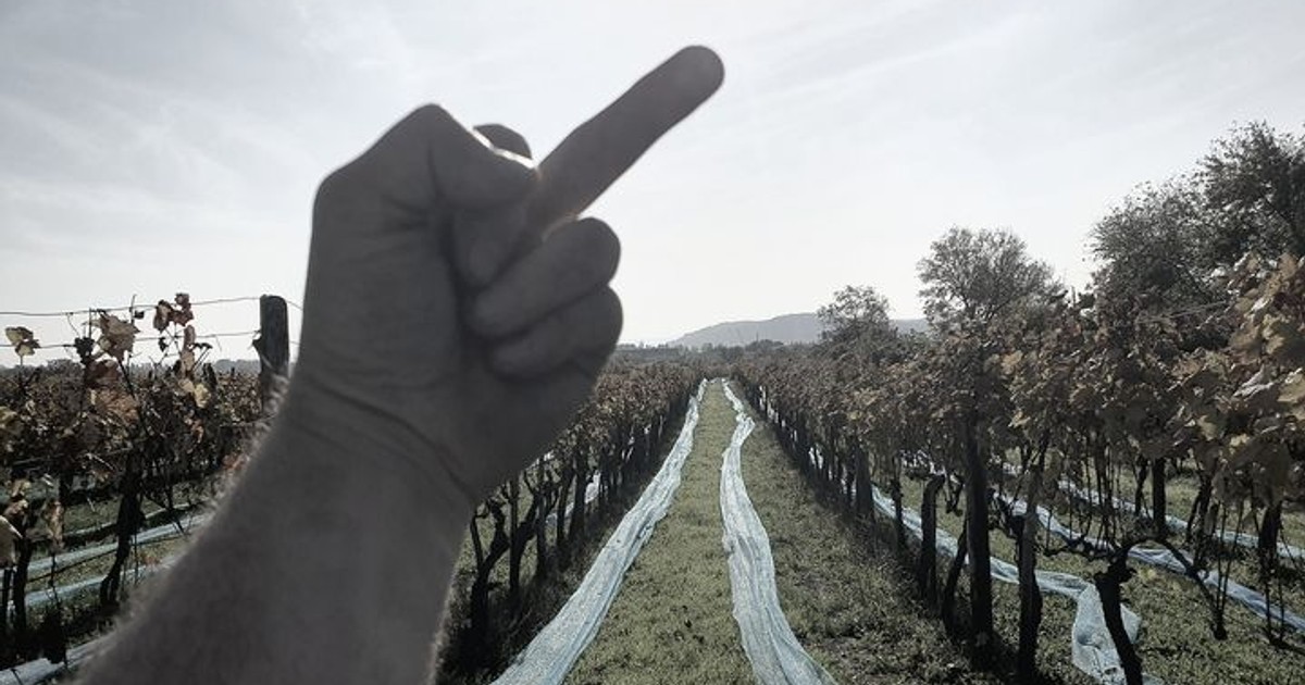 Szüretelni indult a balatonfüredi borász, nem hitt a szemének, amikor meglátta a birtokot