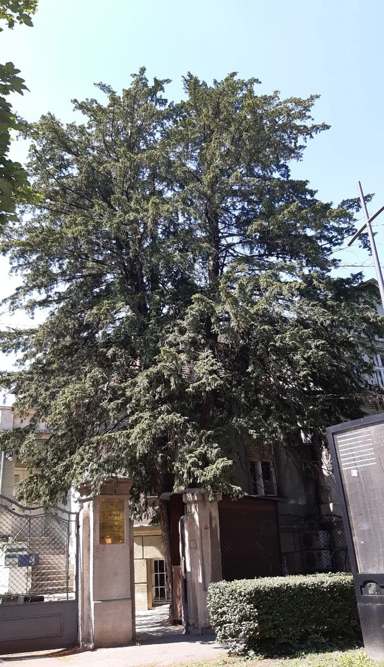 Stablo tise u ulici Miroslava Antića