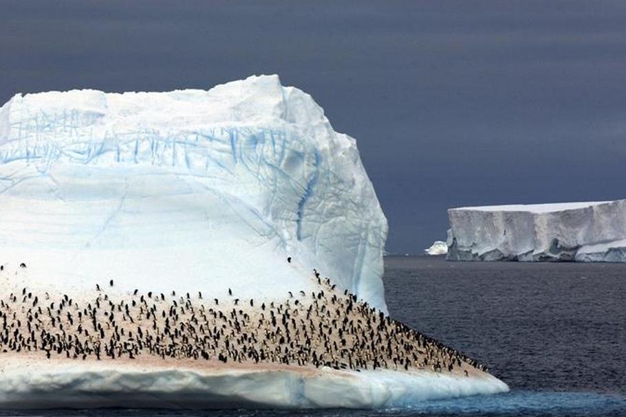 arktyka antarktyda bieguny zimno i śnieg za to są pingwiny