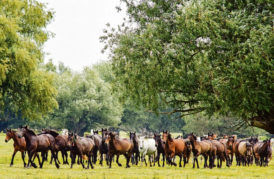 Krčedinska Ada: ostrvo gde konji žive slobodno, foto Nenad Mihajlović