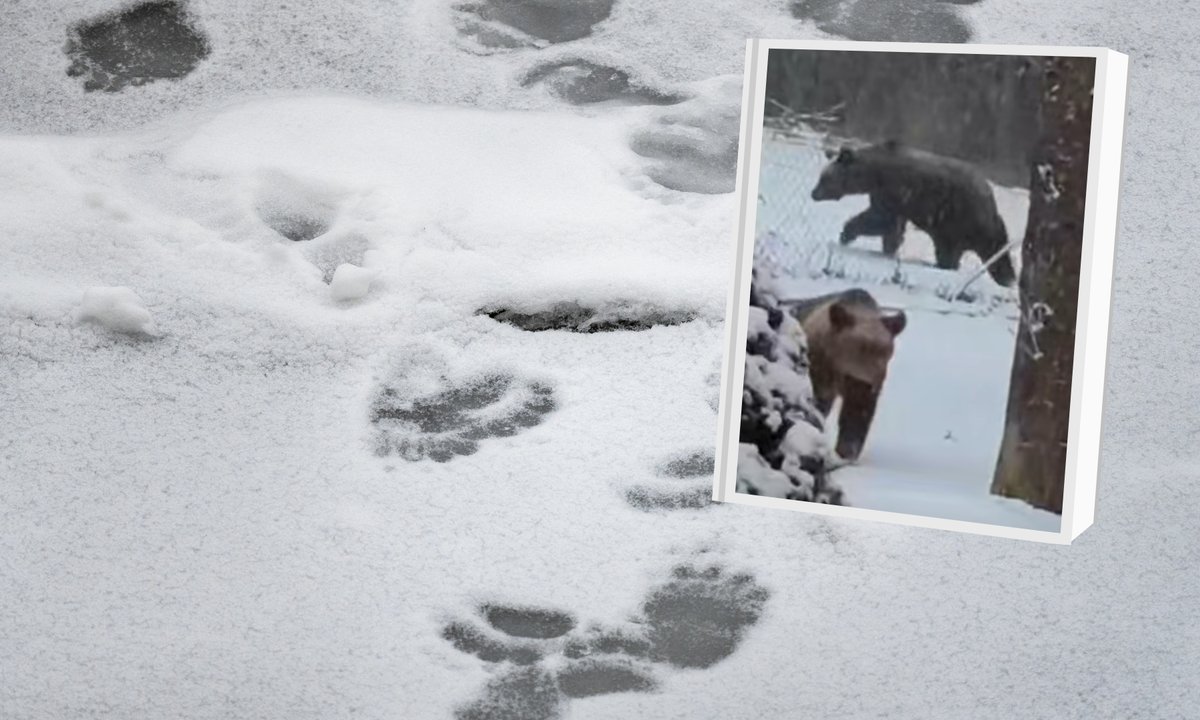 Nagranie z Bieszczad stało się viralem. Takich dwóch gości weszło na posesję [wideo]