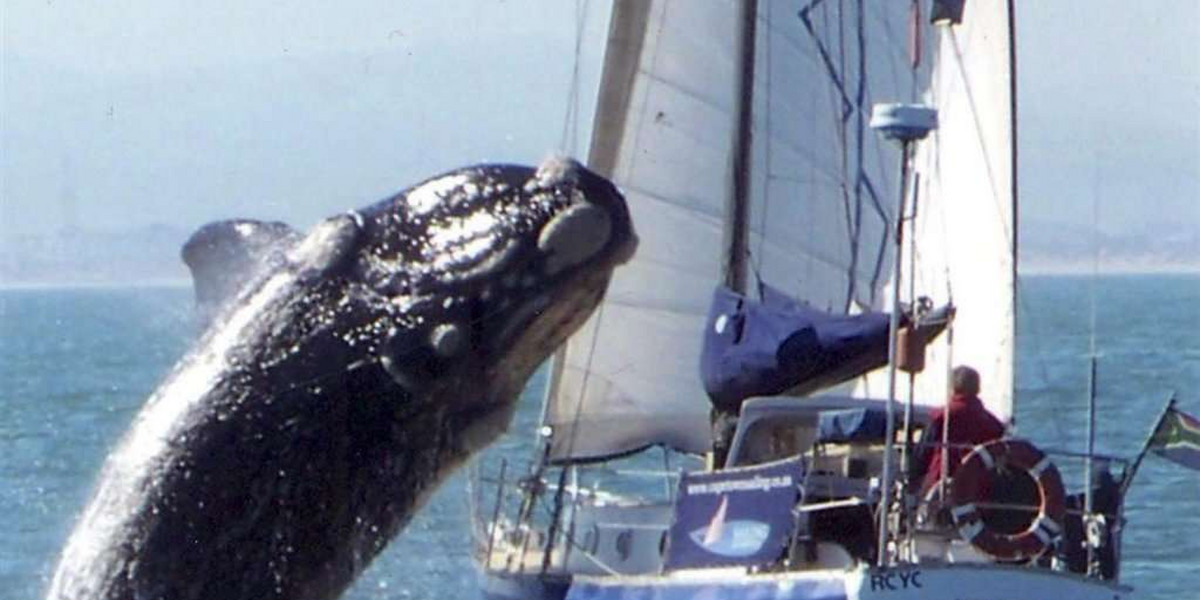 Wieloryb roztrzaskał jacht