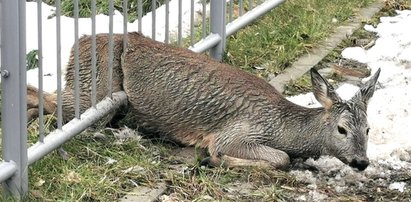 Sarenko, gdzieś ty wlazła?! Zwierzątko miało ogromnego pecha