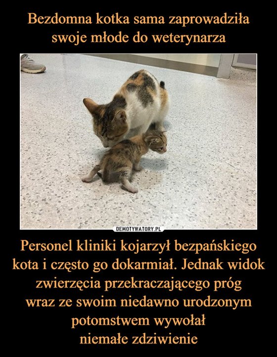 Światowy Dzień Lekarzy Weterynarii. Oto najlepsze memy