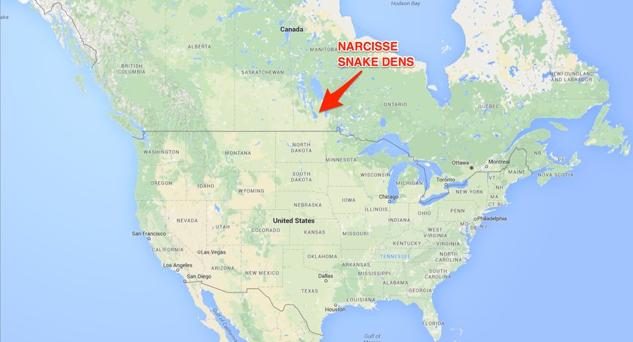 Manitoba, Canada, is laced with sinkholes that line its superficial limestone bedrock. Underground dens form here, attracting the snakes, who see them as the ideal spots for an eight-month snooze.