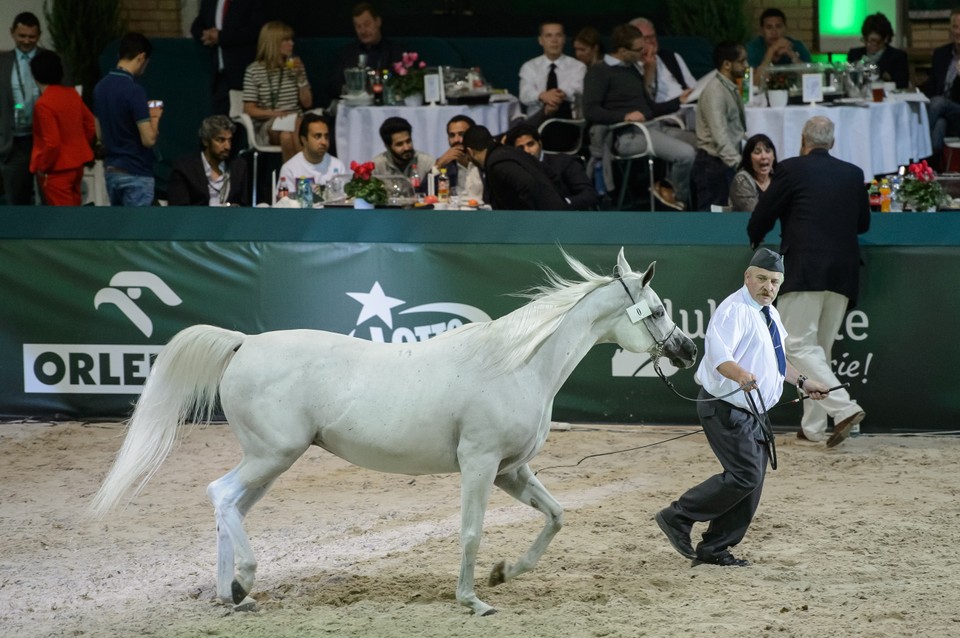 Klacz Emira ze stadniny w Michałowicach podczas powtórnej licytacji w trakcie 47. Aukcji Koni Arabskich Czystej Krwi Pride of Poland