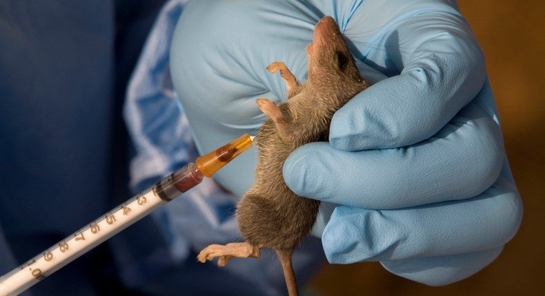 An ecologist extracts a sample of blood from a Mastomys Natalensis rodent in the village of Jormu in southeastern Sierra Leone February 8, 2011. REUTERS/Simon Akam