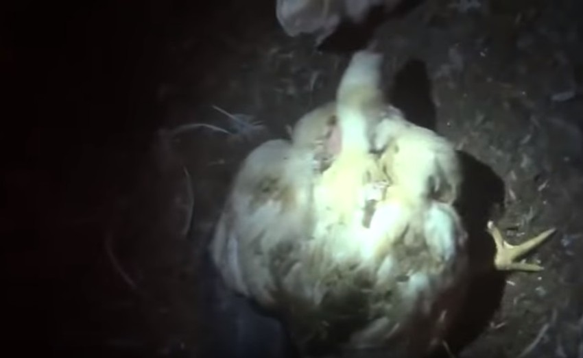 Kokoške su toliko ugojene da ne mogu da stoje