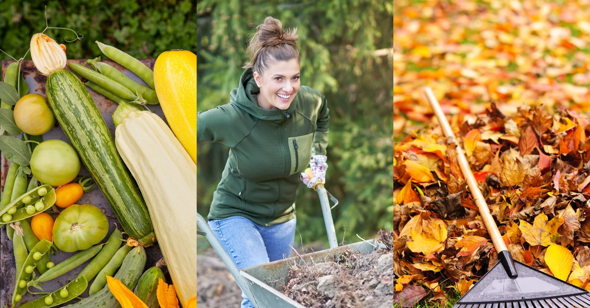 Jesienne nawożenie gleby w ogrodzie - poradnik. Czy obornik jest niezbędny? Jakie zioła wzmocnią ziemię w październiku?