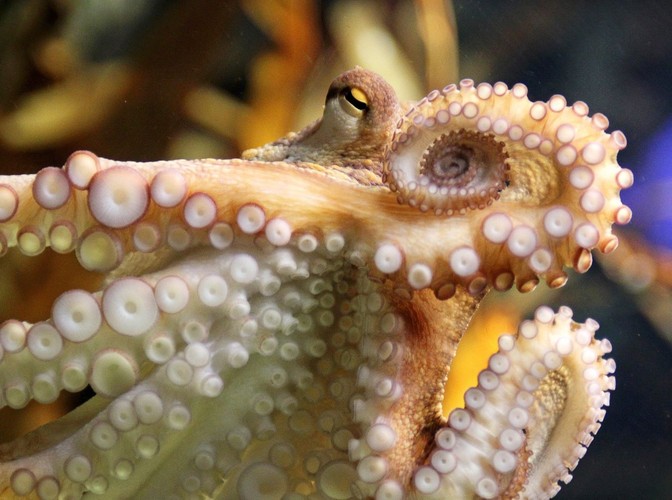 Ośmiornica Paul - zmora bukmacherów. Bezbłędnie 'typowała' zwycięzców meczów podczas MŚ w RPA