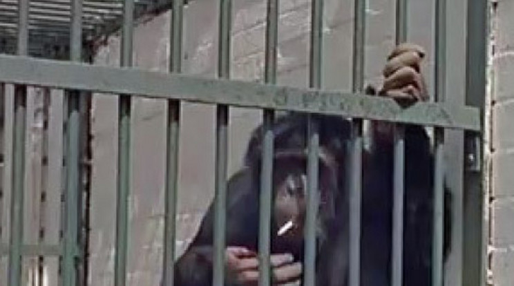 Láncdohányos lett az állatkerti csimpánz