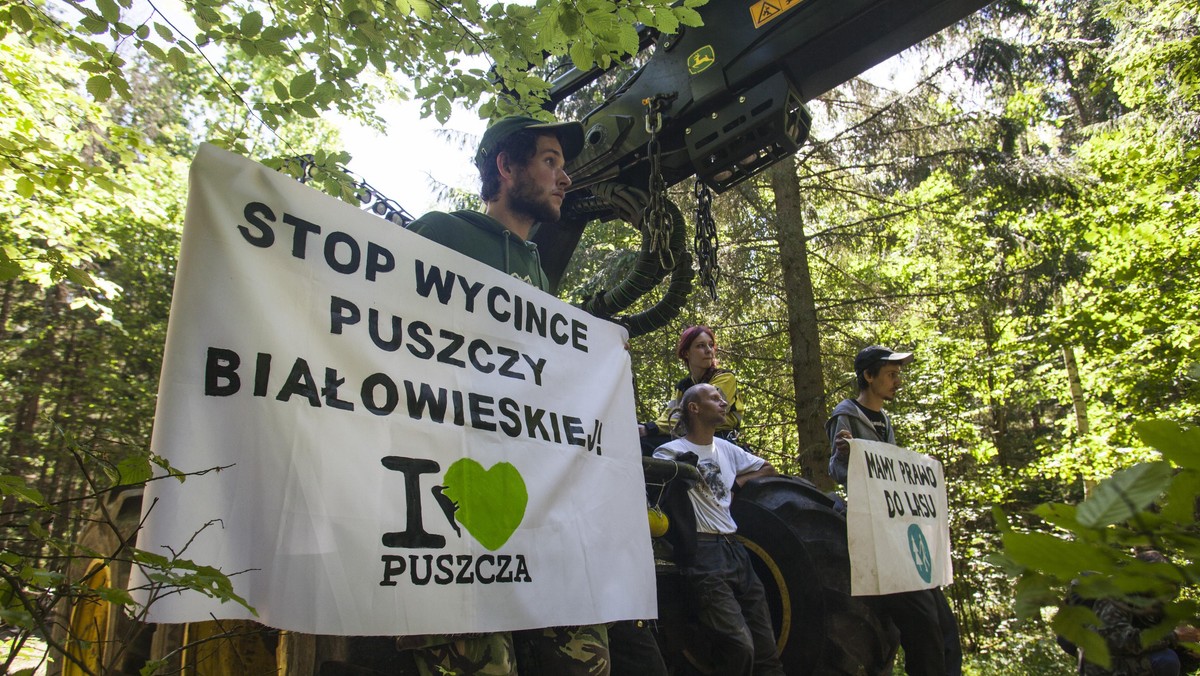 Greenpeace, Puszcza Białowieska, blokada wycinki