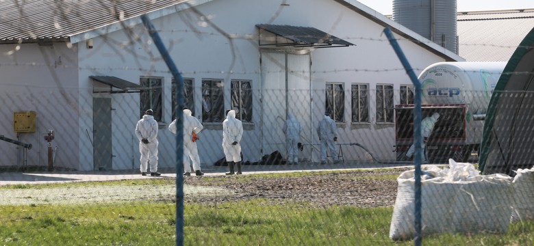 Drugie ognisko ptasiej grypy w Wielkopolsce. Zagrożone 175 tys. indyków