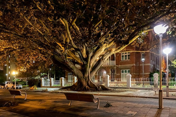 Drzewo w Perth 