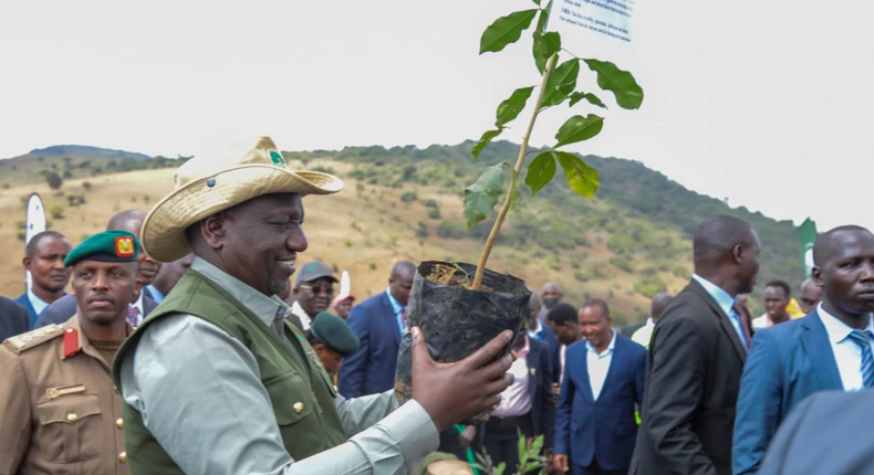 President William Ruto preparing to plant a tree in Ngong forest during the launch of the National Program for Accelerated Forestry and Rangelands restoration on December 21, 2022.