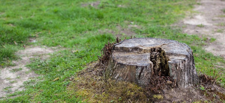 Jak usunąć pień po ściętym drzewie? Jak szybko pozbyć się pnia po ściętym drzewie?