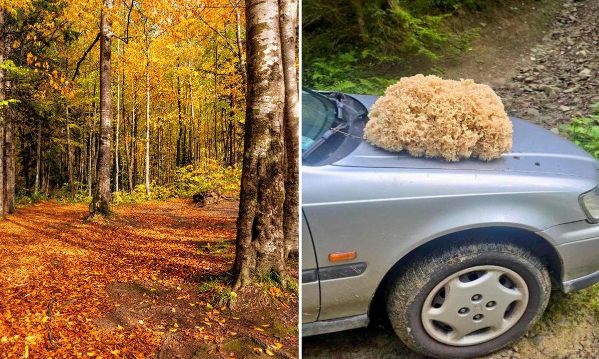 Rekordowy okaz w polskich lasach. Siedzuń sosnowy ważył prawie 10 kg