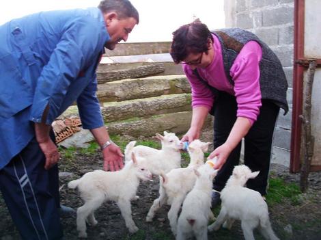 Pet jarića i u domaćinstvu u Gašnici