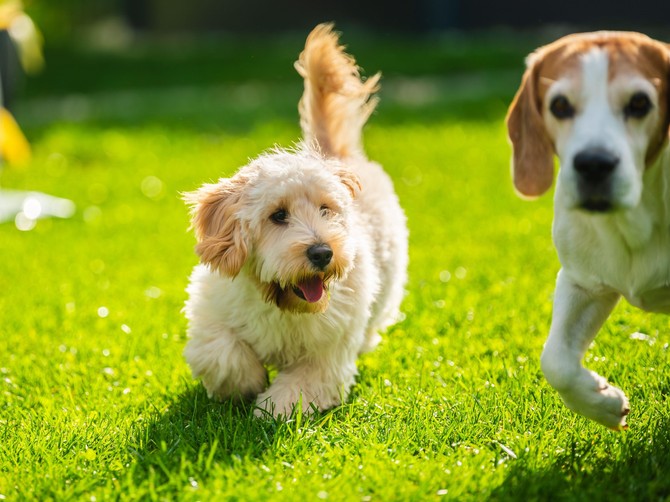 Veterinar otkrio 3 najvažnija saveta za vlasnike pasa