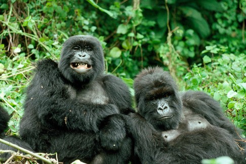 Mountain GORILLAS - x two females 'Murraha' and 'Poppy'