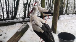 krutek jest. leciał przez kraje ogarnięte wojną i wycieńczony dota  rł do polski