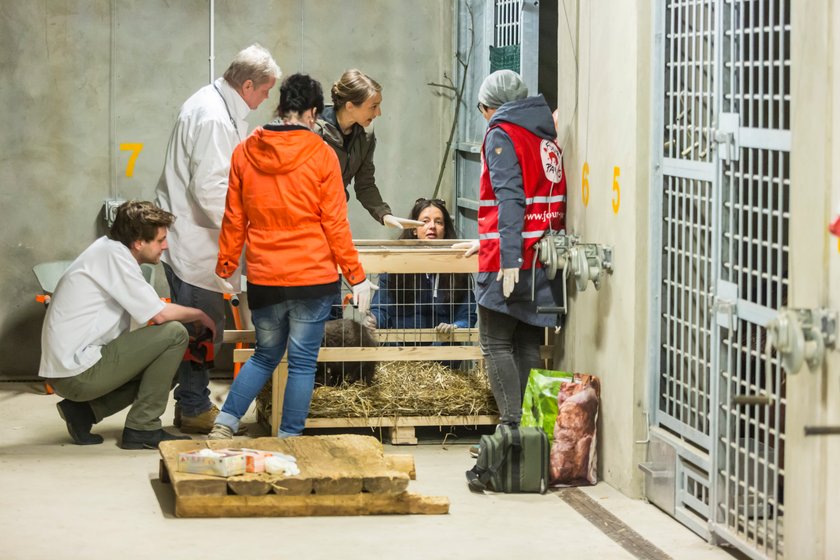 Niedźwiedzica Cisna zamieszkała w poznańskim Zoo