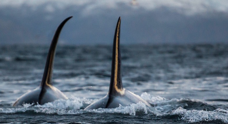 Stock photo of a pod of orcas swimming near a boat.