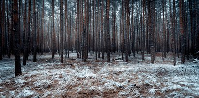 Wycinka drzew pod apartamentowiec? Potrzebna zgoda