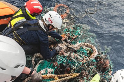 Wśród śmieci w oceanach żyją bezkręgowce. Wiele z nich to gatunki przybrzeżne