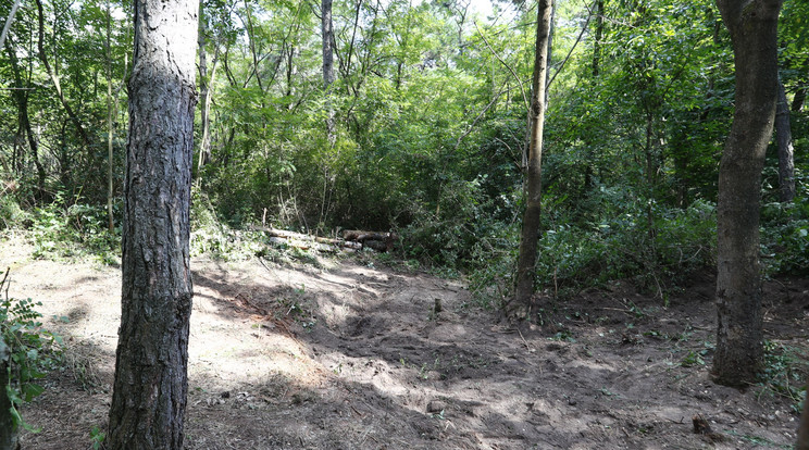 A két emberi testet ezen 
az erdős részen találták 
meg Pilisszentiván közelében /Fotó: Fuszek Gábor