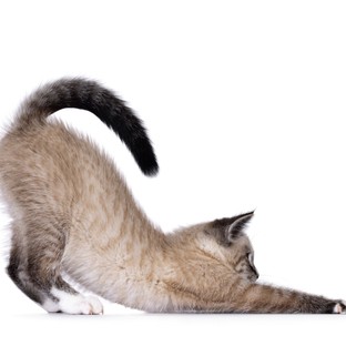 Macskánk fenekéből férgek másztak ki - kell kezeltetni nekünk is magunkat? Az orvos válaszol