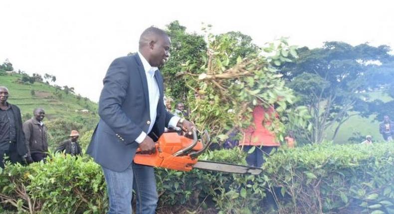 Nandi Governor Stephen Sang leading residents in cutting and uprooting tea on the disputed piece of land on 7 June 2019
