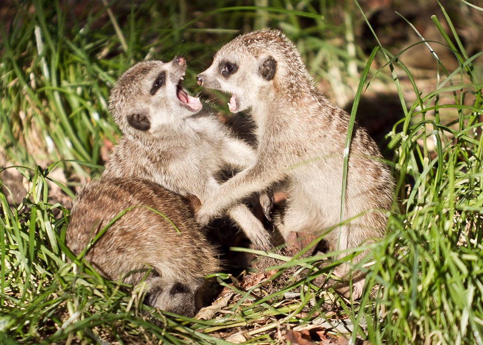 Trzy surykatki urodziły się we wrocławskim Ogrodzie Zoologicznym