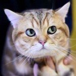 Mačak Mjaurisijo dobio posao u meksičkoj firmi