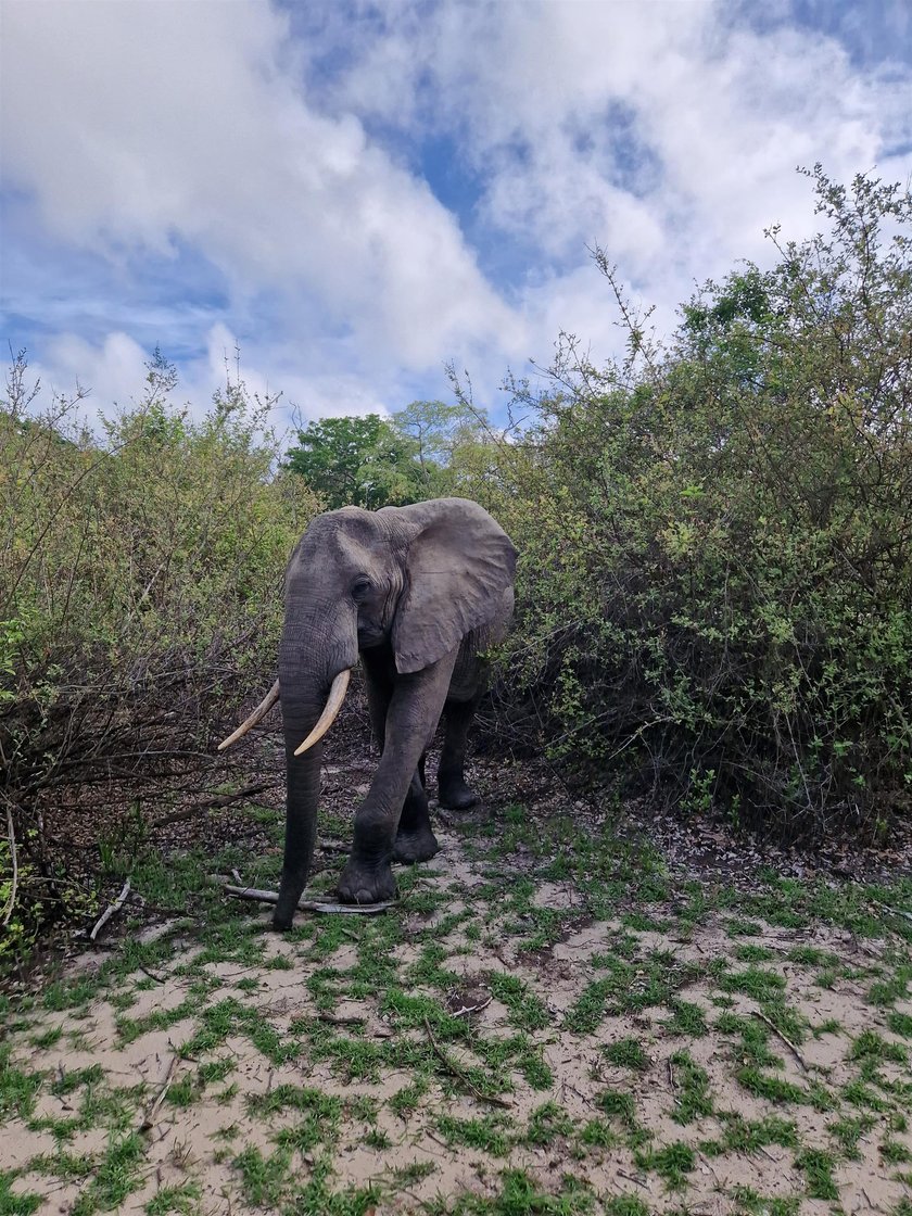 Słoń na wyciągnięcie ręki. Niezwykłe safari.