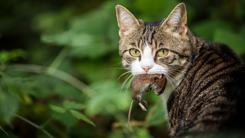 macska cica zoonózis kisállatok egészsége fertőzések kutatás